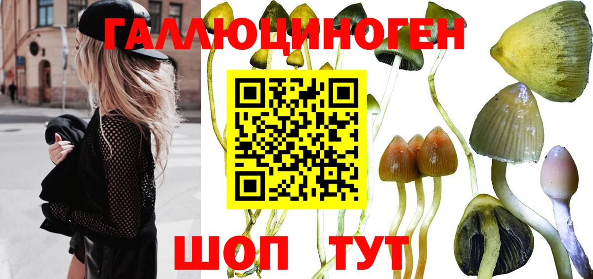 Черногорск  Псилоцибиновые грибы Psilocybe  Вход с VPN 